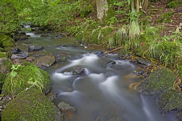 Weinig brook in het bos — Stockfoto