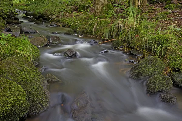 Little brook in the wood — Stock Photo, Image