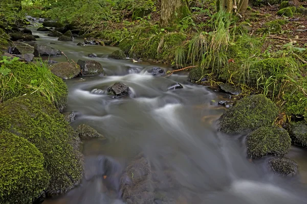 Weinig brook in het bos — Stockfoto