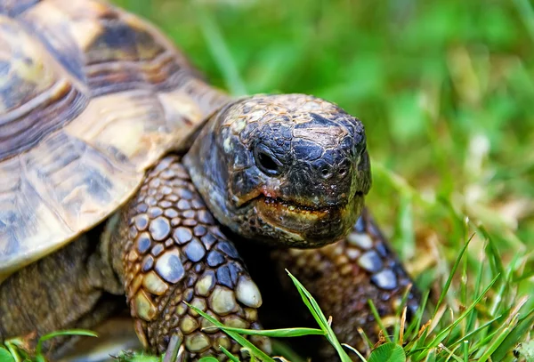 Tartaruga testudo - tartaruga grega — Fotografia de Stock