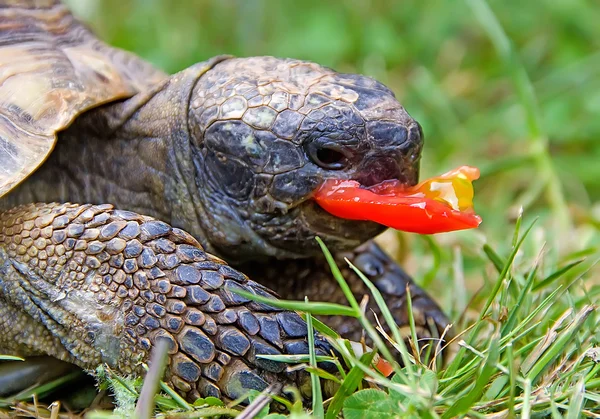 Tortuga testudo - tortuga griega —  Fotos de Stock