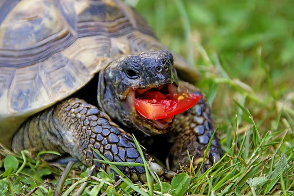 Tartaruga testudo - tartaruga grega — Fotografia de Stock