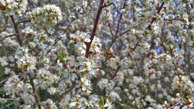 arı nektarı yakın çekim çekim beyaz çiçekler toplar.