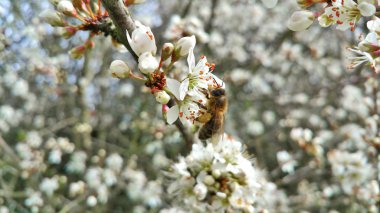 arı nektarı yakın çekim çekim beyaz çiçekler toplar.