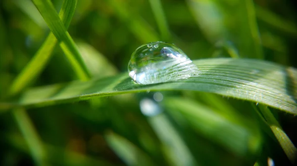 Drop on the green leaf, close-up — Stock Photo, Image