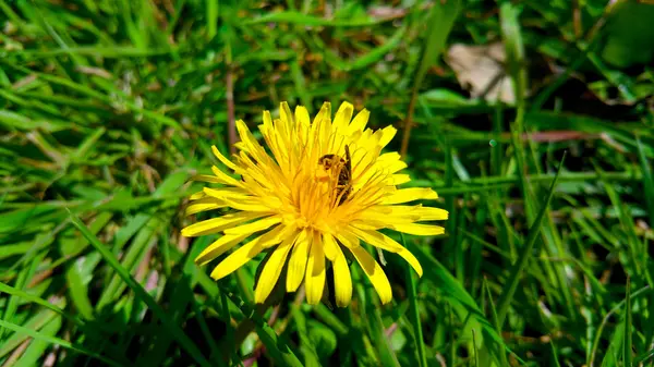 Dente-de-leão amarelo com abelha na grama, close-up — Fotografia de Stock