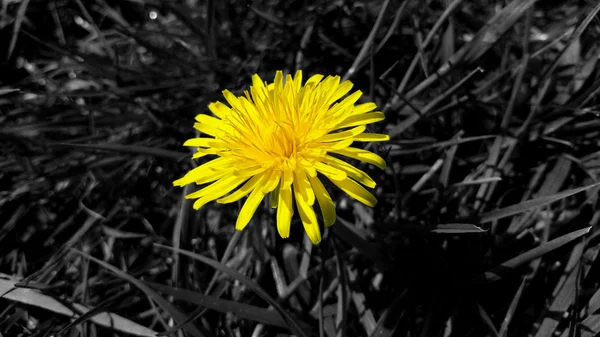 Dente-de-leão amarelo no fundo da grama em preto e branco, close-up — Fotografia de Stock