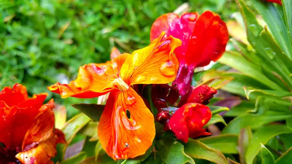 Rote Blume mit Tropfen gegen grünes Gras am Morgen — Stockfoto