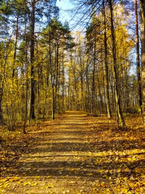 Sonbahar sarı ormanında geniş bir patika. Güneşli bir gün, mavi gökyüzü. Sessiz sonbahar ormanı.