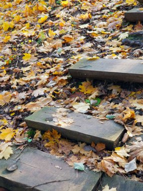 Düşen sarı yaprakların arasında tahta merdivenler. Sonbahar havası.