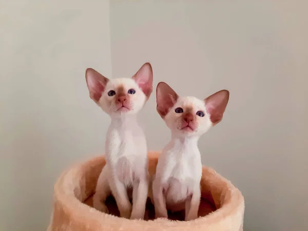Two White Siamese Kittens Blue Eyes Looked — Stock Photo, Image