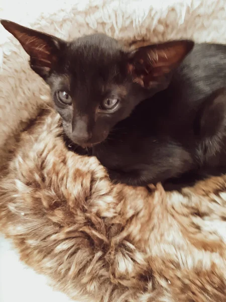Büyük kulaklı siyah bir kedi yavrusu yatakta oturuyor..