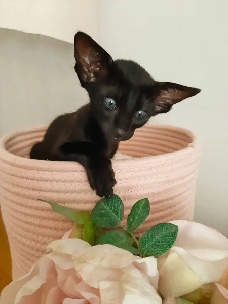 Oriental Gatinho Preto Com Orelhas Grandes Senta Cama Rosa — Fotografia de Stock