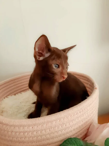 Oriental Braun Kitten Big Ears Sits Pink Bed — Stock Photo, Image