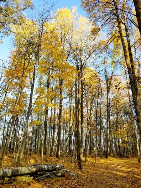 Trilha Larga Floresta Amarela Outono Dia Ensolarado Céu Azul Floresta — Fotografia de Stock