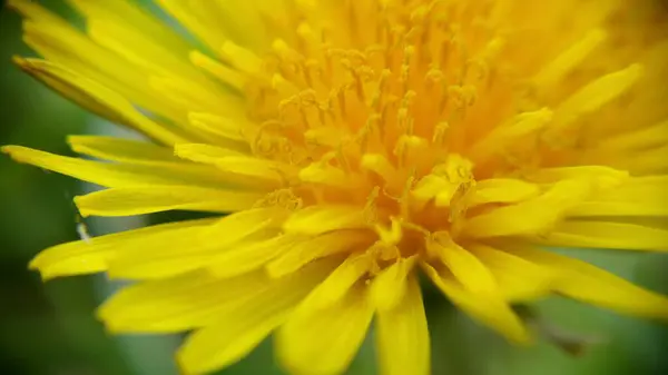 Amarelo Dente Leão Ambiente Natural Macrofoto Com Profundidade Rasa Campo — Fotografia de Stock