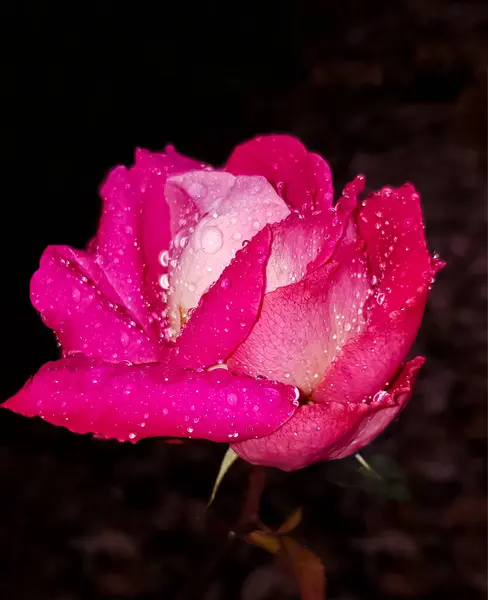 Capullo Rosa Con Gotas Agua Lluvia Sobre Pétalos Sobre Fondo — Foto de Stock