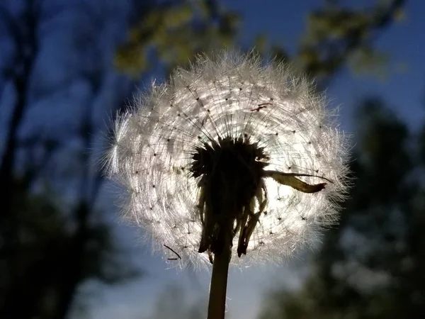 Matahari Bersinar Melalui Bulu Putih Dandelion Fokus Selektif Close — Stok Foto