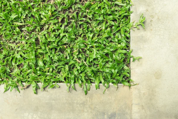 Контрастний вид зверху цементний шлях і текстура фону землі трави — стокове фото