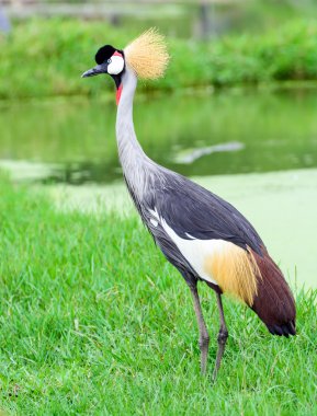 Gri Veliaht turna kuşu