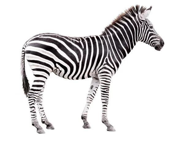 Unga manliga zebra isolerad på vit bakgrund — Stockfoto