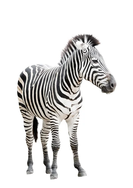 Beyaz arka plan üzerinde izole erkek zebra — Stok fotoğraf