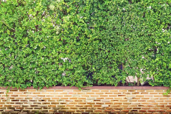 Зеленая изгородь и старинный кирпичный забор стены фона — стоковое фото