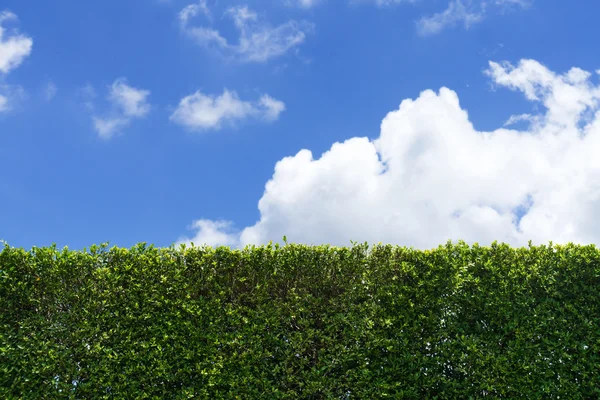 Cerca de seto verde sobre fondo azul brillante del cielo —  Fotos de Stock