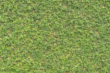 Yeşil ceket düğmesi duvar arka plan dokusu