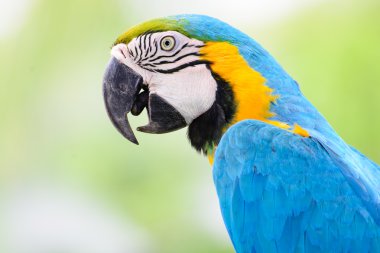 Mavi Papağan Amerika papağanı