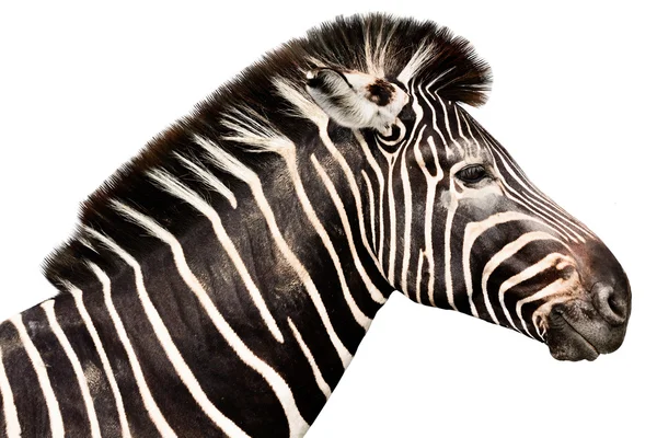 Beyaz arka plan üzerinde izole erkek zebra kafa — Stok fotoğraf