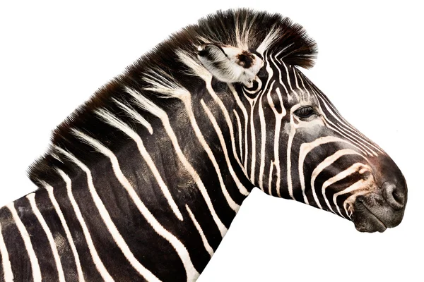 Mannelijke zebra hoofd geïsoleerd op witte achtergrond — Stockfoto