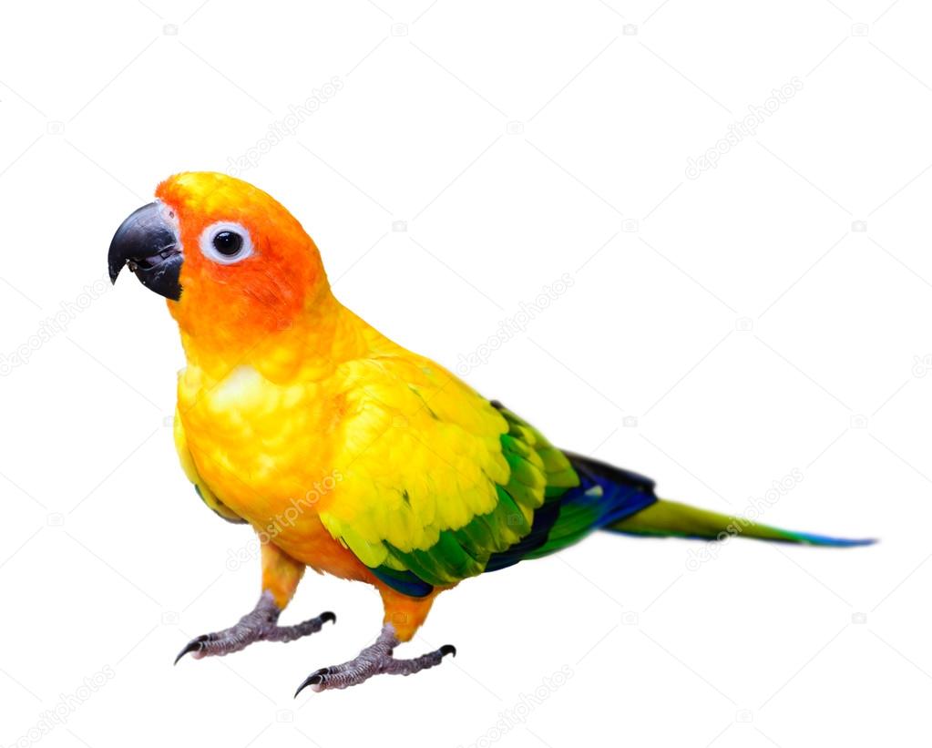 Sun Conure parrot macaw isolated on white background