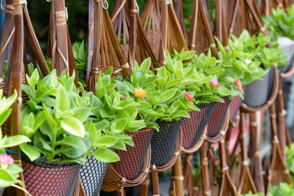 Plant basket decoration — Stock Photo, Image