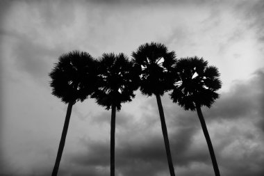 siluet palmiye ağacı