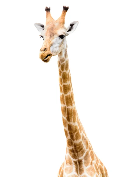 Girafa cara cabeça olhar engraçado isolado no fundo branco — Fotografia de Stock