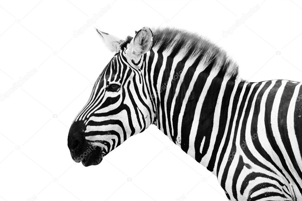 Male zebra head isolated on white background