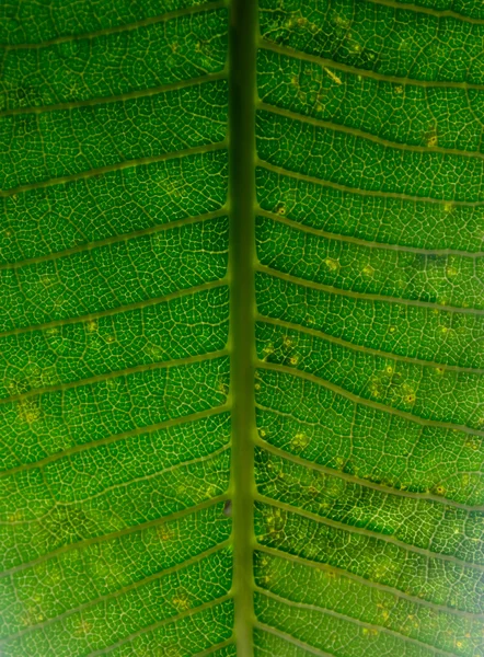 Fondo de hoja de árbol — Foto de Stock