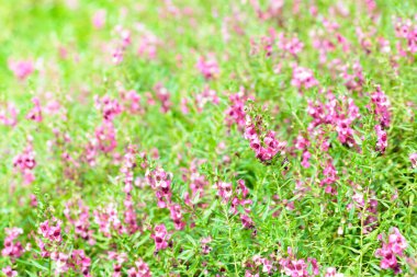 Mor pembe çiçek parlak arka plan