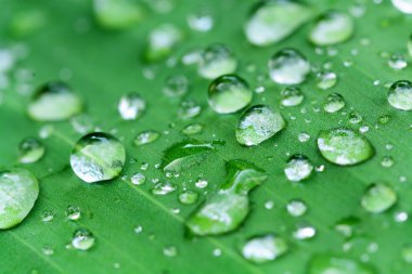 Ağaç yaprağına su