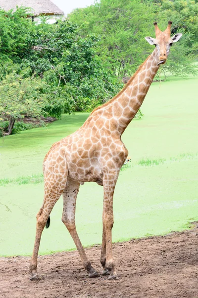 Girafa longo pescoço em ação engraçada — Fotografia de Stock