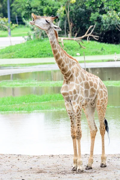 Długa szyja żyrafy w zabawny aktydion — Zdjęcie stockowe