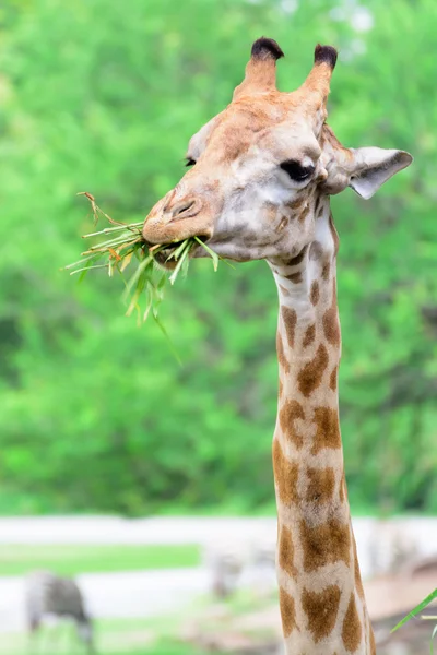 Girafa longo pescoço em ação engraçada — Fotografia de Stock