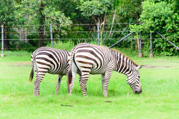 Zebra jedzenia trawy — Zdjęcie stockowe