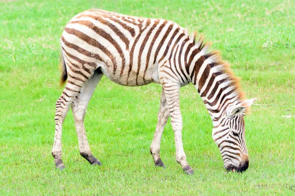 Zebra mangiare erba — Foto Stock