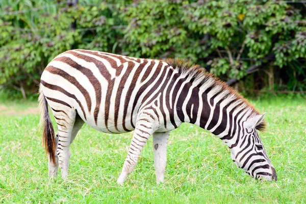 Зебра ест траву — стоковое фото