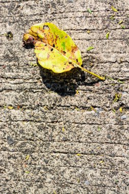 Çimento katta sarı yaprak
