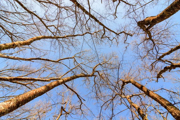 Ramos de árvores no céu azul brilhante — Fotografia de Stock