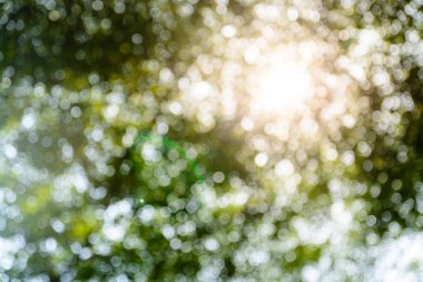 Ağaç dalı arka plan bulanıklık