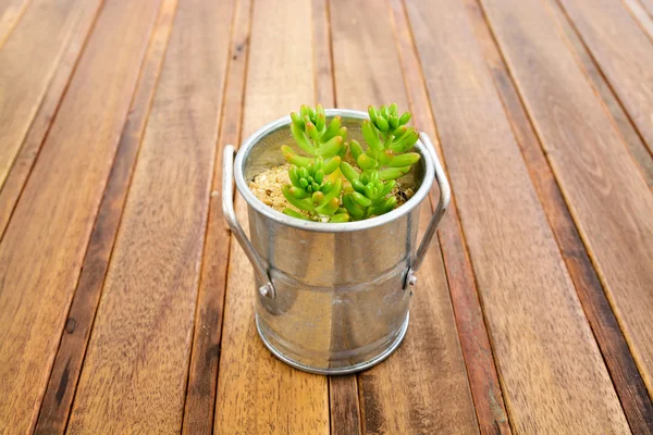 Kaktus auf Retro-Holztisch — Stockfoto
